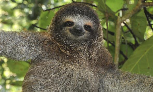 other sloth